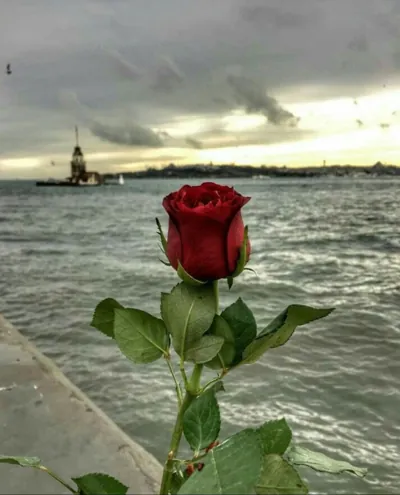 Bìa GAME TÌNH YÊU FULL