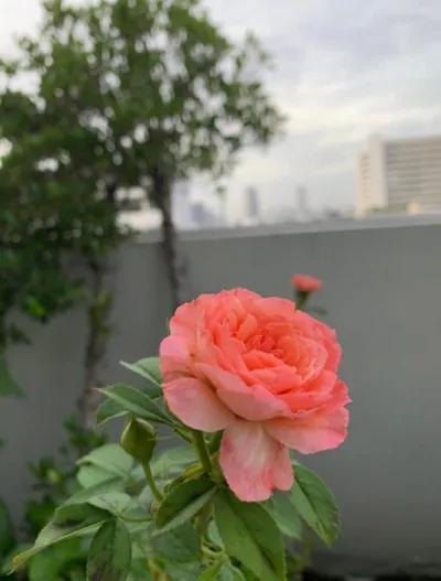 Bìa ANH CHỈ LÀ NGƯỜI THAY THẾ