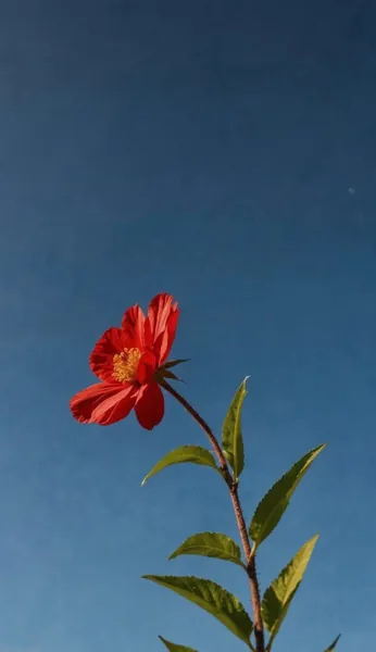 Bìa CÔNG LƯỢC NAM CHÍNH