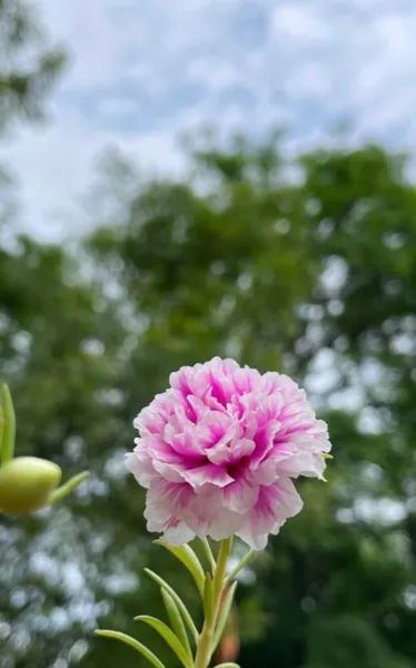 Bìa VỀ VỚI ANH NHÉ