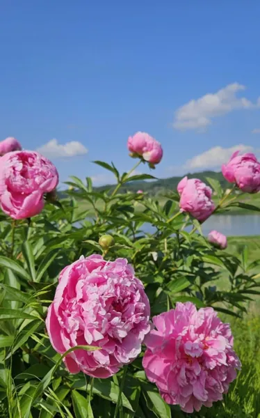 Bìa BA NĂM THỬ THÁCH